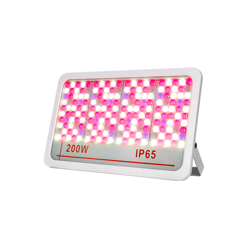 LED Flood Light