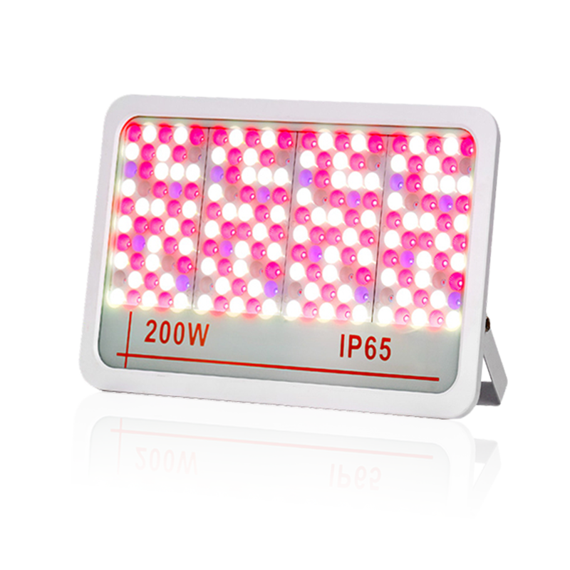 LED Flood Light