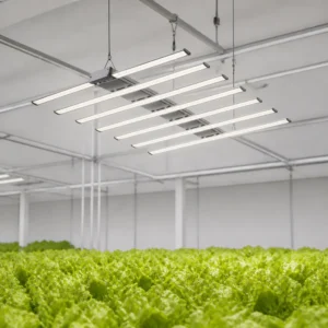 Multi-Bar LED Harvest Lamp in a realistic growing application