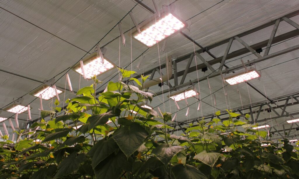 Greenhouse canopy under suspended LED grow lights