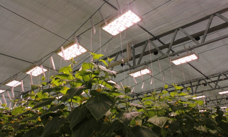 Greenhouse canopy under suspended LED grow lights