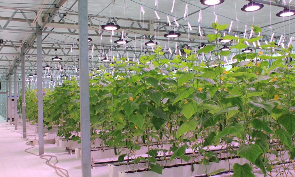 Greenhouse crops beneath horticultural lighting