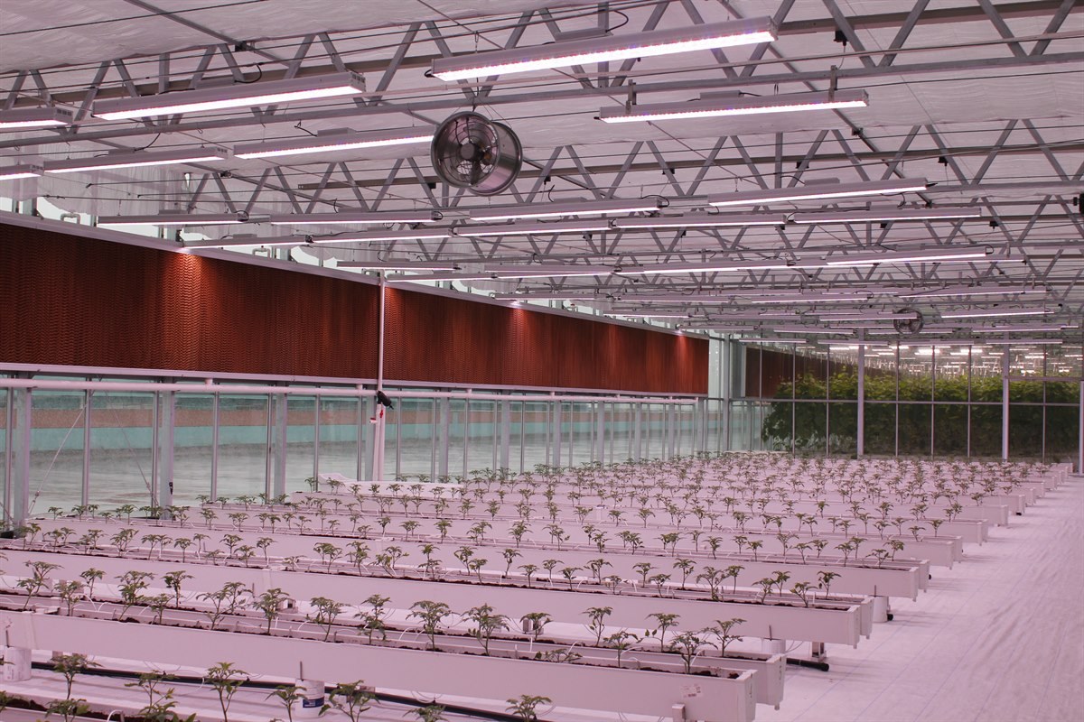 Rows of greenhouse plants beneath suspended horticultural lighting